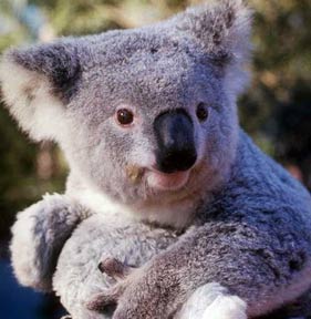 погладить коалу