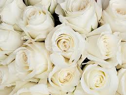 "миллион" белых роз