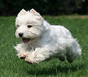 West White Terrier