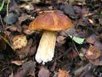 за грибами в лес