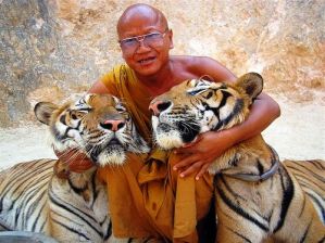 погладить тигра в Храме Тигров в Таиланде