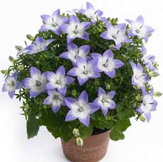 Колокольчик комнатный