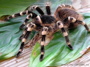 Аcanthoscurria geniculata в контейнере