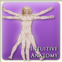 Пройти курс Intuitive Anatomy