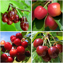 4-in-1 Cherry Tree