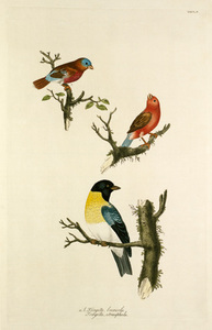 loxia zeylonica, fringilla melanocephala print