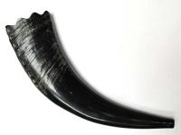 Рог буйвола духовой (большой)