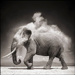 книга Nick Brandt: On This Earth, A Shadow Falls