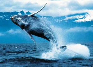 Увидеть синего кита
