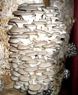 Вырастить дома грибов, например, вешенки или шиитаке