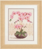 Pink Orchid
