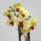 Желтая орхидея (фаленопсис)