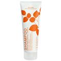 Acure Organics, Shampoo, Moroccan Argan Stem Cell   Argan Oil, 8 fl oz (235 ml) - iHerb.com