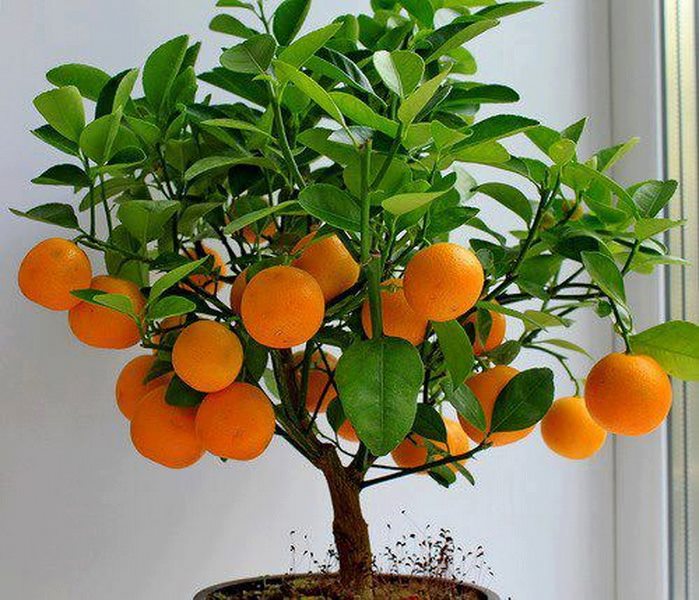Апельсиновое дерево 576