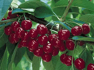 'North Star' sour cherry