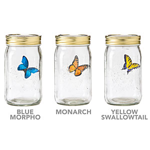 Butterfly in a jar - you can't fly so far - Monarch