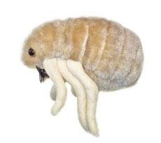 Блоха кошачья