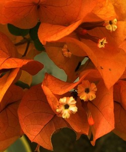 Бугенвиллия оранжевая