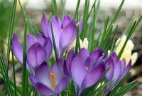увидеть цветущие крокусы