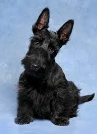 Scottish Terrier