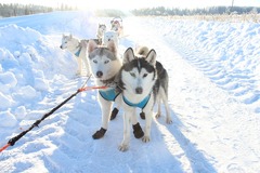 Покататься с любимым в собачьей упряжке