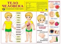 Демонстрационный плакат "Тело человека"