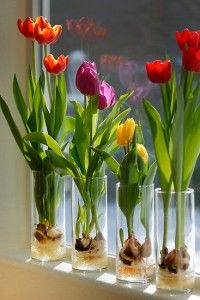 тюльпаны в стакане