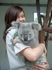 обнять коалу