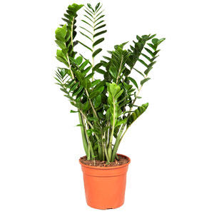 Комнатные цветы: Замиакулькас (2 шт)