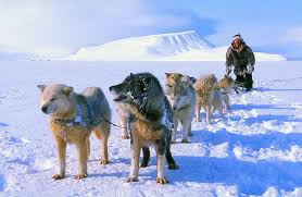 Прокатиться на собачьей упряжке