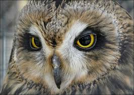 Совиности 8>