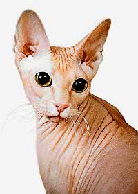 Лысая кошка донской сфинкс