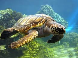 Подержать в руках морскую черепаху