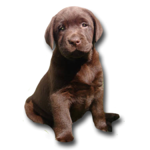 Больше всего на свете Натуля хочет ... Пёсика!