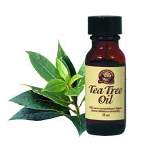 Эфирное масло чайного дерева