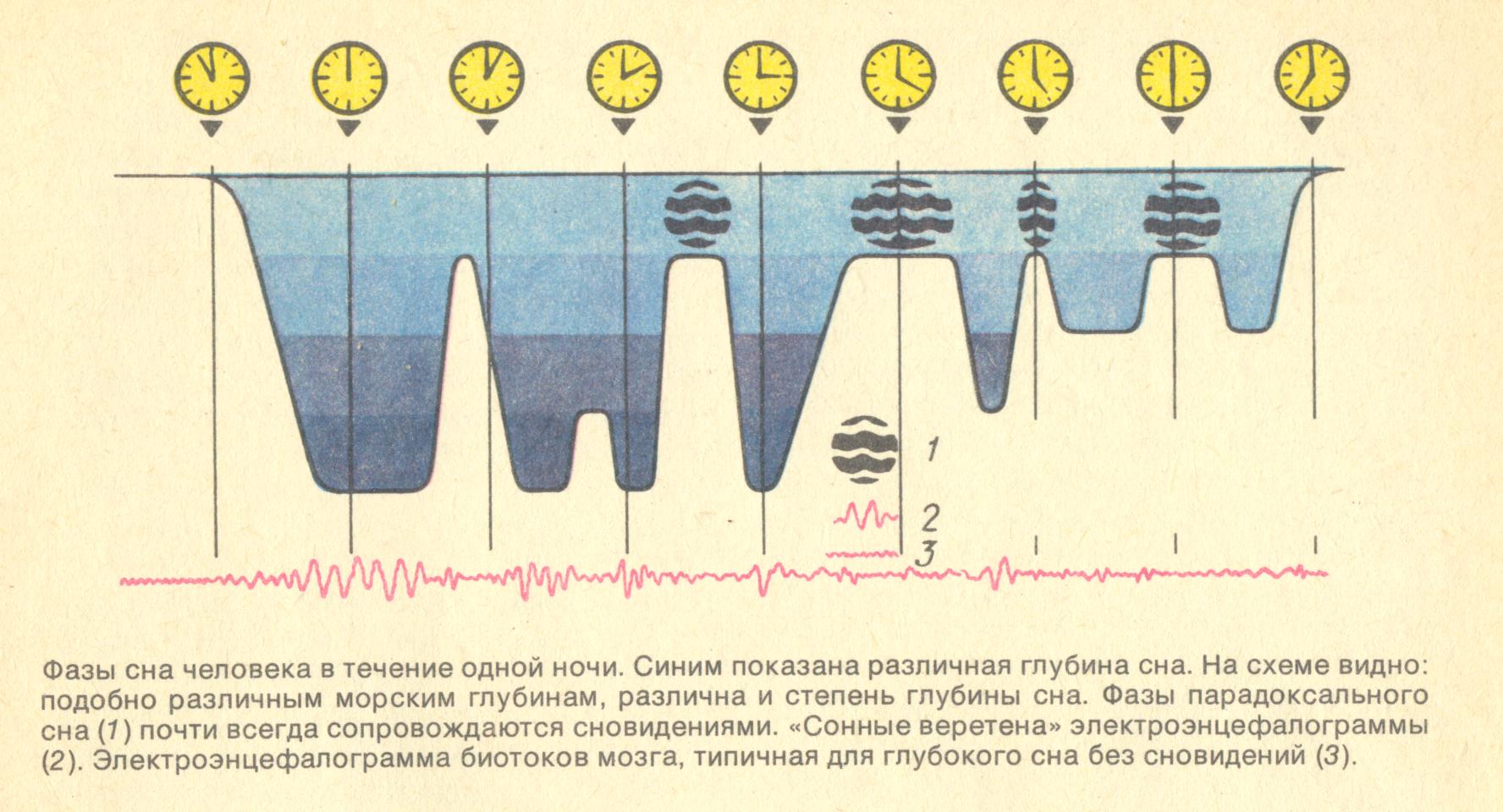 Стадии сна картинки