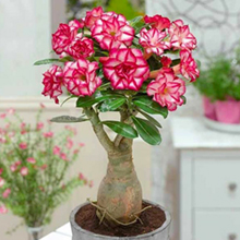 Растение Adenium