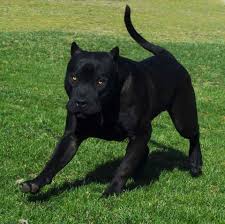 Cane corso italiano nero