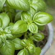 Homemade pesto