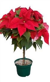 Poinsettia (Сочи)