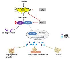 Bursa Of Fabricius Antibody