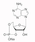 Anionic Surfactants