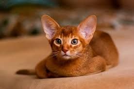 Абиссинская кошка