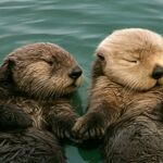 Подержать выдру за лапку